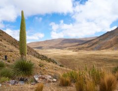 Puja mirabilis (Puya mirabilis) 7 semen