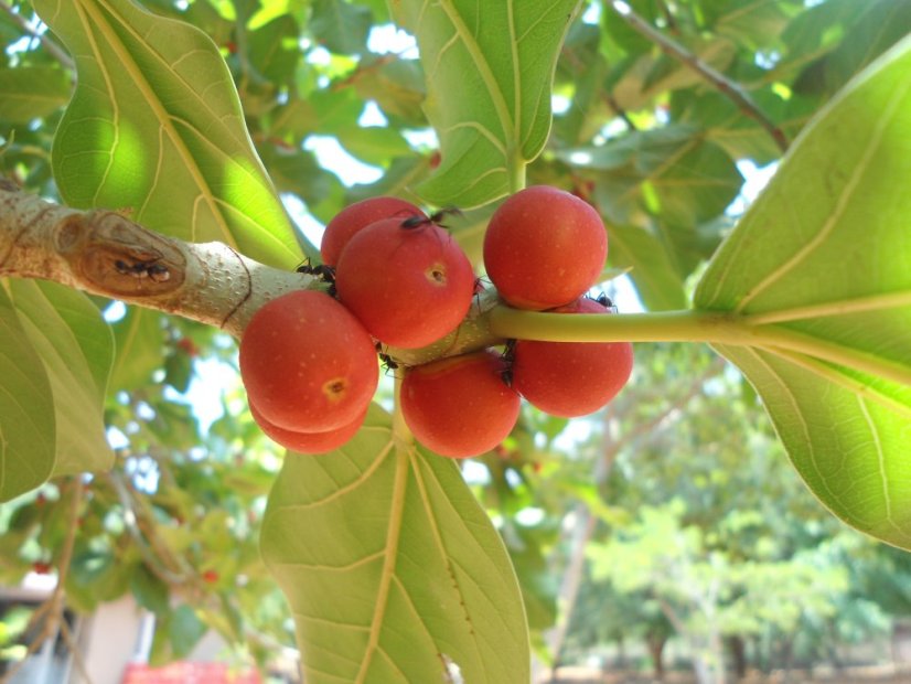 Fíkovník banyán (Ficus benghalensis) 5 semen