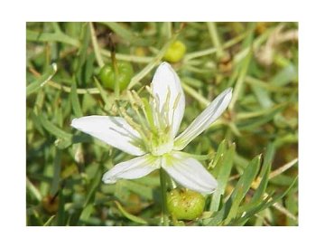 Peganum harmala - la rosa siria embriagadora