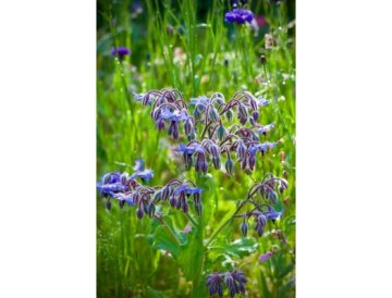 Borragine officinale - Borago officinalis