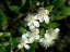 Myrta obecná (Myrtus communis) 5 semen