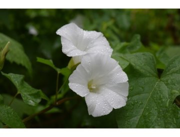 Convolvulus