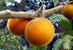 Oranžové chlupaté plody lilku quitského visící na větvích stromu v přírodním prostředí s velkými zelenými listy a papraďovitou vegetací