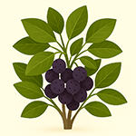 Exotická semena podle účelu využití – okrasná, léčivá i jedlá