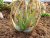 Aloe microstigma con hojas verdes características cubiertas de manchas blancas y bordes naranjas, creciendo en suelo pedregoso marrón