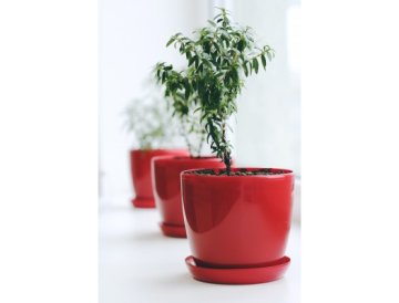 Myrten (Myrtus communis)
