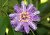 Mučenka sladká (Passiflora ligularis) 4 semena