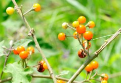Orinocké jablko (solanum sessiliflorum) 10 semen