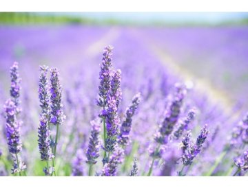 Lavanda