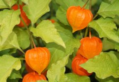 Mochyně peruánská (Physalis peruviana) 6 semen