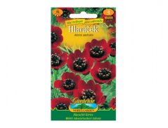 Hlaváček letní ( Adonis aestivalis )