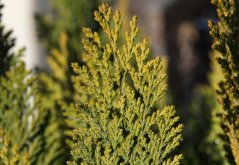 Thúje orientální (Platycladus orientalis) 10 semen