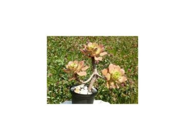 Aeonium ciliatum - Aeonium cilié