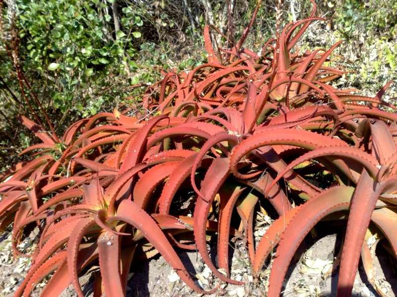 Aloe vanbalenii (Aloe vanbalenii) 6 semen