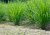 Tallos verdes de hierba de limón creciendo en la naturaleza con hojas características estrechas en verde brillante formando manojos densos sobre tierra marrón