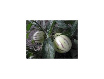 Egzotični pepino