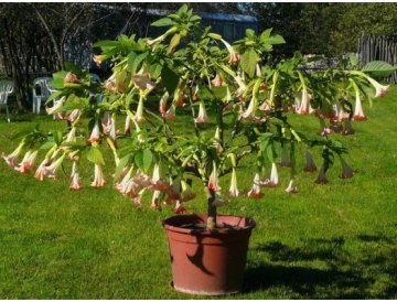 Durman obecný - Datura stramonium L.