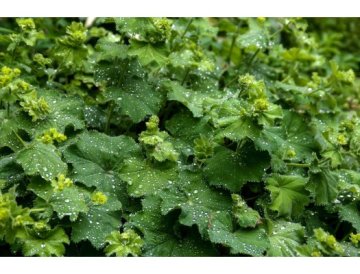 Alchemilla (Alchemilla vulgaris)