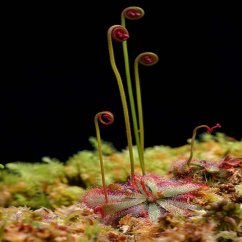 Långa gröna stjälkar med rosa blommor av drosera aliciae som växer från rosett av köttätande växt på mörk bakgrund Långa gröna stjälkar med rosa blommor av drosera aliciae som växer från rosett av köttätande växt på mörk bakgrund