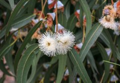 Flores blancas y peludas de eucalipto alpino con característicos estambres largos entre hojas verdes y alargadas Flores blancas y peludas de eucalipto alpino con característicos estambres largos entre hojas verdes y alargadas