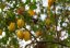 Karambola - Čínská hvězdice (Averrhoa carambola) 5 semen