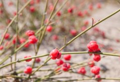 Chvojník prostřední (Ephedra intermedia) 8 semen