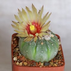 Cactus Asterias met prachtige geel-rode bloem, ronde groene vorm met witte vlokken in plaats van stekels, geplant in bruine pot met steentjes