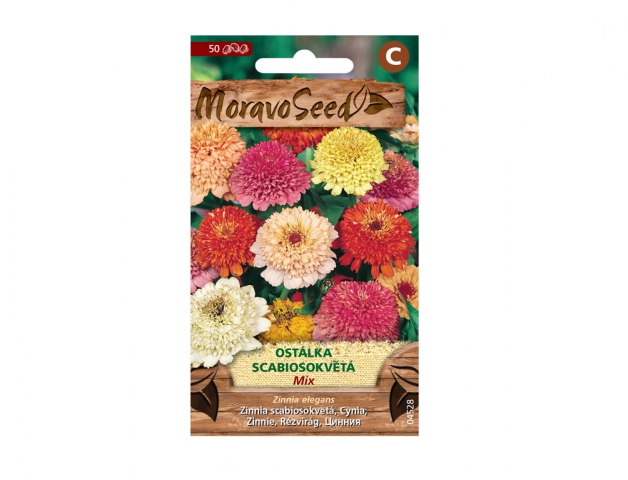 Zinnia elegans - Ostálka Scabiosa