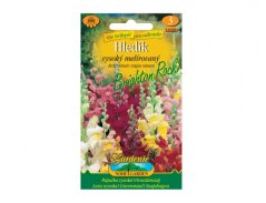 Hledík větší melírovaný-Brighton rock