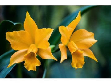 Planta tu jardín en amarillo