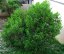 Dodonea lepkavá (Dodonaea viscosa subsp. viscosa) 9 semen
