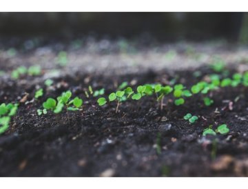Rucola