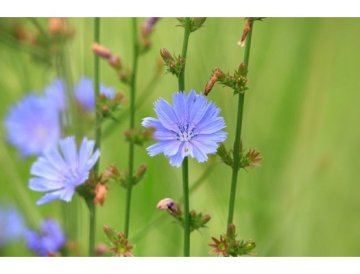 Cicoria comune - Cichorium intybus