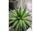 Pravá Aloe je pouze jedna - Aloe vera