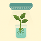 Hydroponie a indoor pěstování