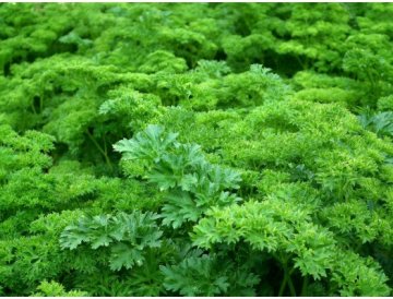 Erbe aromatiche per fioriere, vasi e ciotole