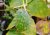 Fruct verde oval de Tribulus terrestris acoperit cu țepi albi ascuțiți, atârnând de o tijă subțire între frunzele verzi în mediul natural