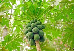 Zöld éretlen papaya gyümölcsök fürtben a fa törzsén, jellegzetes tenyérszerű zöld levelekkel, pálmára emlékeztető megjelenéssel