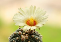 Kaktus Niveum (Astrophytum niveum) 6 semen