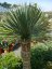 Juka Thompsonova (Yucca thompsoniana) 10 semen