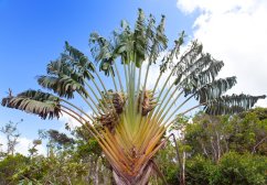 Strelitzia madagascariensis med karakteristiska gröna solfjäderformiga blad på långa ljusa skaft mot blå himmel med vita moln