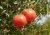 Granátové jablko (Punica granatum) 7 semen