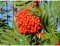 Jeřáb obecný /Ptačí zob - Sorbus aucuparia