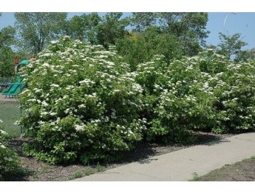 Cranberryboom - Viburnum trilobum