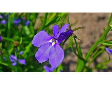 Lobelia como flor anual agradecida