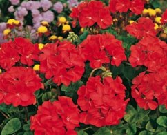 Flores rojas de pelargonio zonale en plena floración con inflorescencias redondas y hojas verdes en un jardín