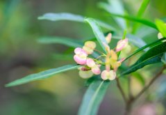Dodonea lepkavá (Dodonaea viscosa subsp. viscosa) 9 semen