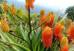Aloe rupestris z wyrazistymi pomarańczowo-czerwonymi kwiatostanami w kształcie walców, zielone liście z drobnymi kolcami na brzegach, tropikalne środowisko