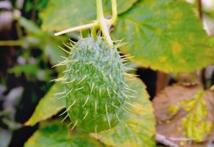Fruct verde oval de Tribulus terrestris acoperit cu țepi albi ascuțiți, atârnând de o tijă subțire între frunzele verzi în mediul natural