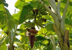 Bananowiec Yunna z dużymi zielonymi liśćmi i brązowo-czerwonym kwieciostanem zwisającym między gałęziami, roślina o typowych szerokich liściach bananowca